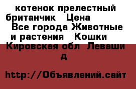 котенок прелестный британчик › Цена ­ 12 000 - Все города Животные и растения » Кошки   . Кировская обл.,Леваши д.